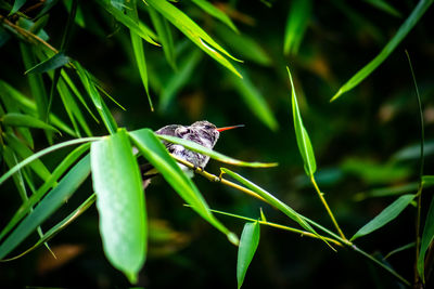 Close-up of insect on plant