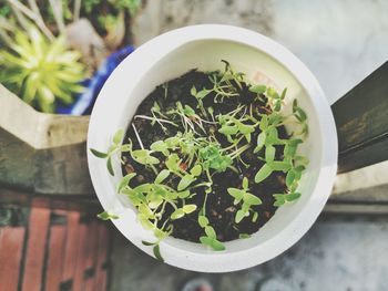 High angle view of potted plant on table