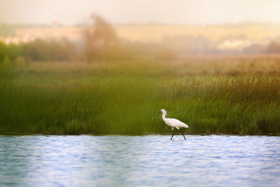 Bird in a lake