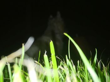 Close-up of grass on field against black background