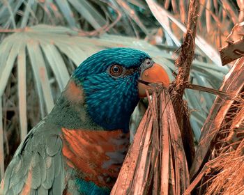 Close-up of parrot perching on wood