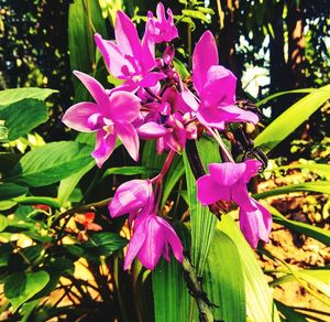 Close-up of pink flowers blooming outdoors