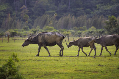 Horses in a field