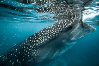 Close-up of fish swimming in sea