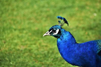 Close-up of a peacock