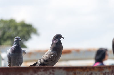 Pigeons perching on roof against sky