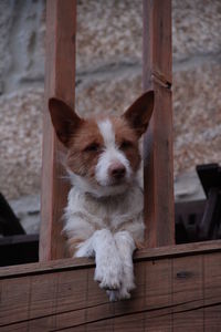 Low angle view of dog