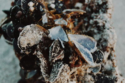 High angle view of seashells at beach