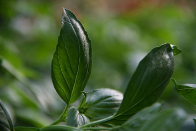 Close-up of green leaves