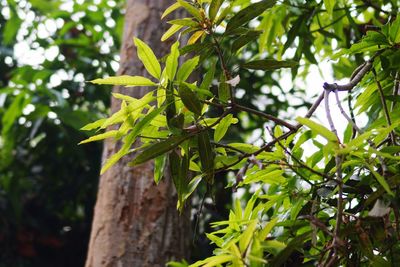 Low angle view of bamboo tree