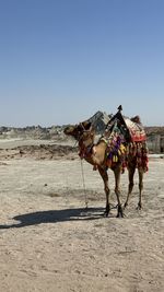 camel