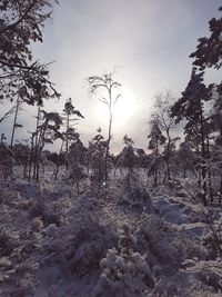 Low angle view of trees against sky