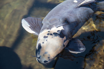 Close-up of fish swimming in lake