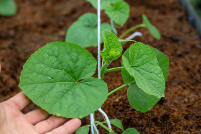 Close-up of hand holding leaves on field
