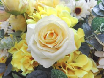 Close-up of yellow roses