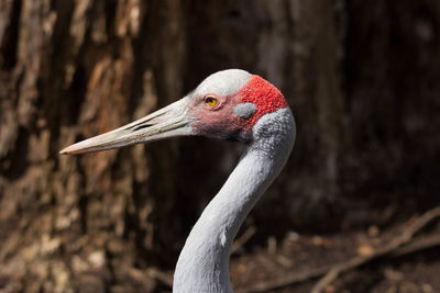 Close-up side view of a bird