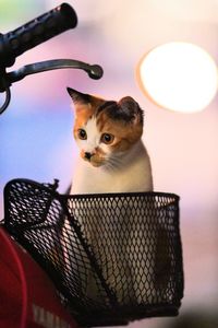 Close-up portrait of a cat in basket