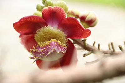 Close-up of red flowering plant