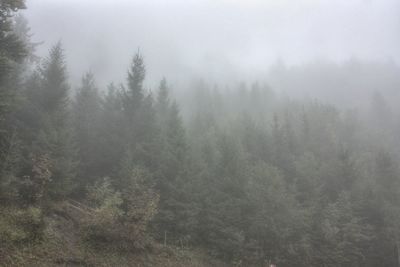 Trees in foggy weather