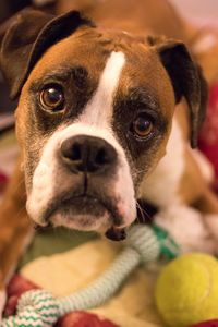 Close-up portrait of dog