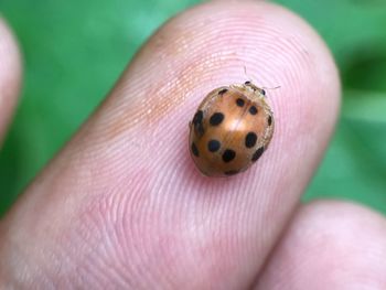Close-up of person holding ladybug on hand