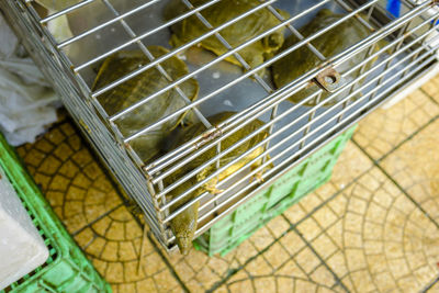 Close-up high angle view of caged turtles