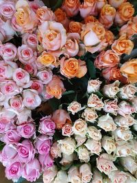 High angle view of roses