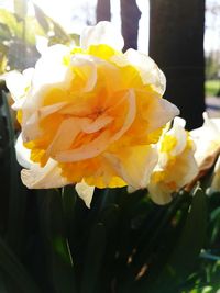 Close-up of yellow flowers blooming outdoors