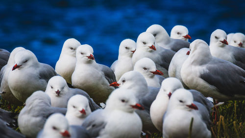 Seagulls perching on a sea