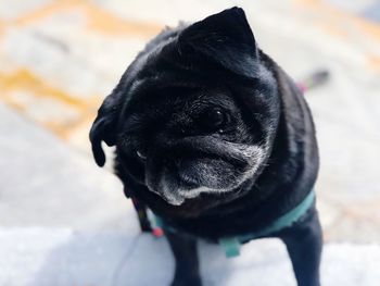 Close-up portrait of black dog