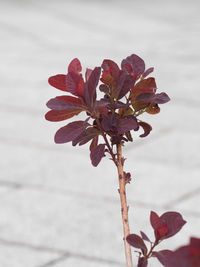 Close-up of red flowering plant