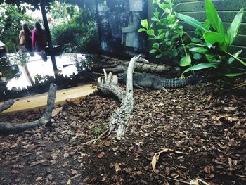 Plants growing on tree