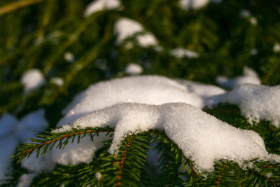Close-up of frozen plant in winter