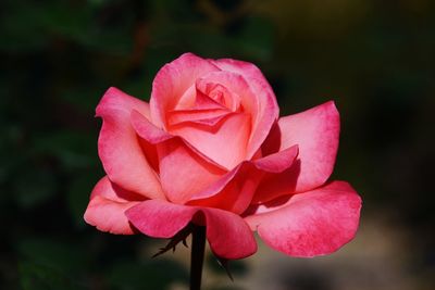 Close-up of pink rose