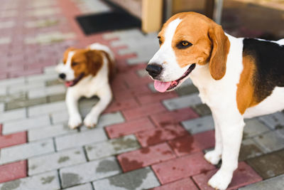 Dog standing on footpath