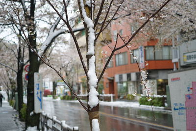 Cherry tree by building in city