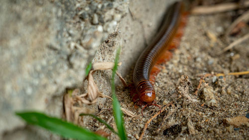 Close-up of insect on wall