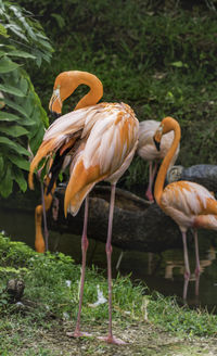 View of birds on field