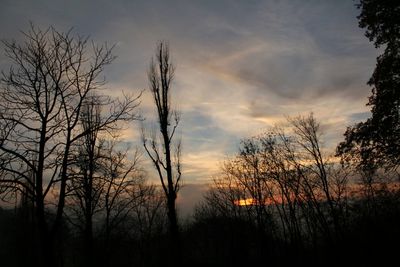 Silhouette of bare tree against sunset sky