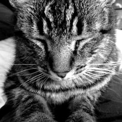 Close-up of cat sleeping