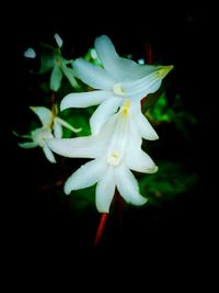 Close-up of white flower against black background