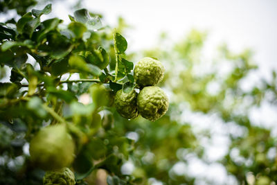 Close-up of berries growing on tree