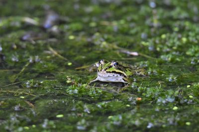 Close-up of frog in water