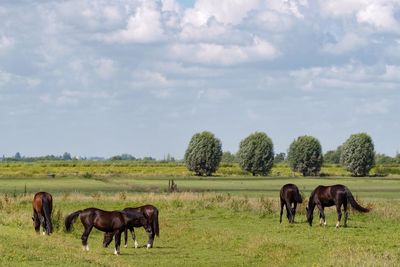 Horses grazing on field against sky