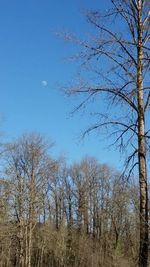 Bare trees on landscape against blue sky