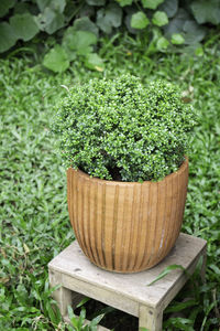 Close-up of green leaves