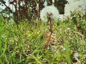 Close-up of flower growing in field