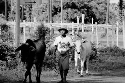Man walking with cows on field