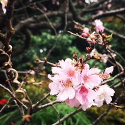 Pink flowers blooming on tree