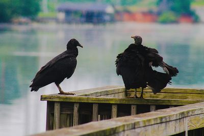 Vultures on pier by lake